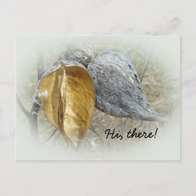 Milkweed Pods Postkarte (Vorderseite)