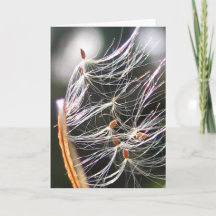 Milkweed Poof Karneval Ride Playful Nature