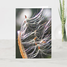 Milkweed Poof Karneval Ride Playful Nature Karte