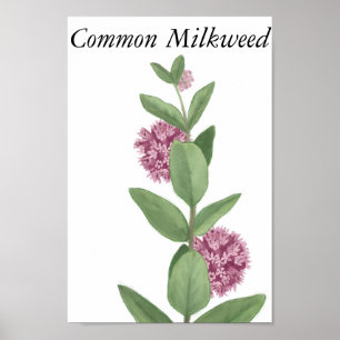 Milkweed Poster