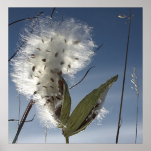 Milkweed-Samen und Hülsen Poster