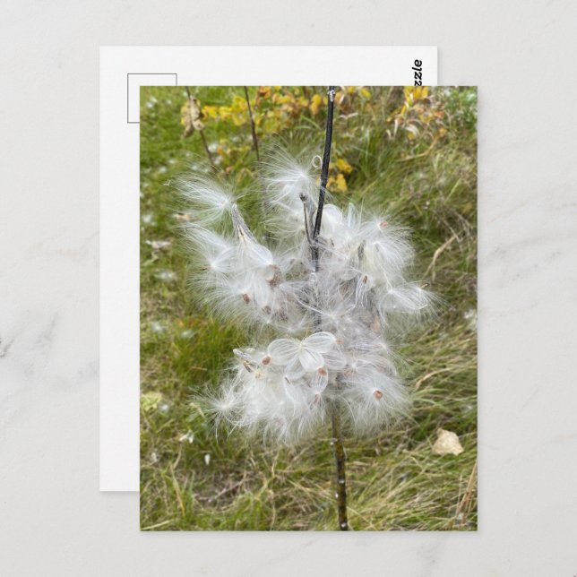 Milkweed | Schmetterling | Postkarte (Vorne/Hinten)