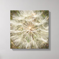 Milkweed Seed Pod Macro