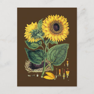 Miller: Sonnenblume Postkarte