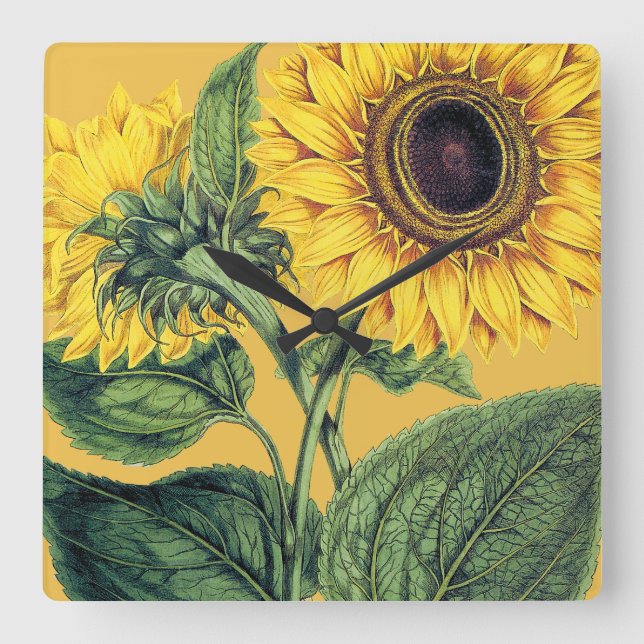 Miller: Sonnenblume Quadratische Wanduhr (Vorderseite)