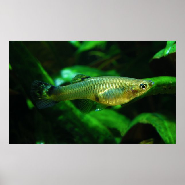 Millionenfisch oder Guppy Poecilia Reticulata Poster (Vorne)