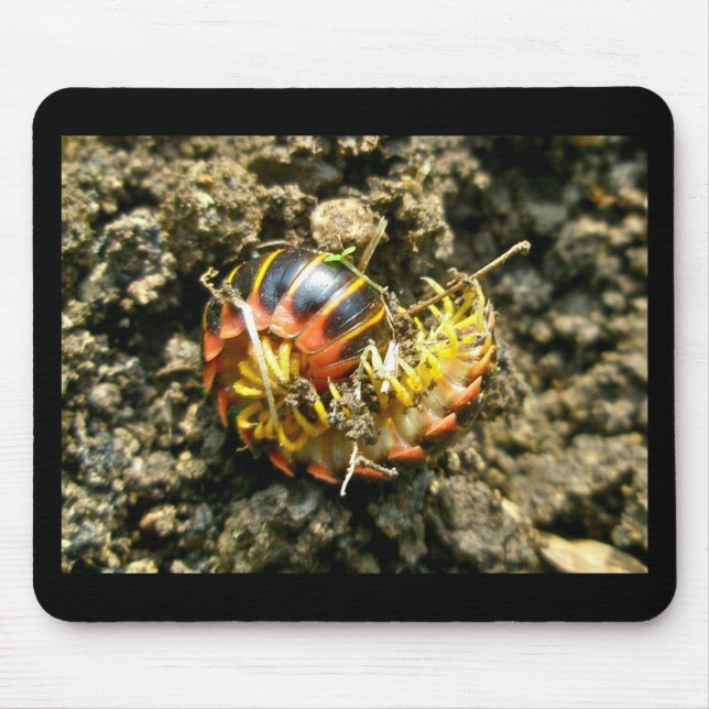 Millipede Polydesmida (Sigmoria aberrans)-Elemente Mousepad (Vorne)