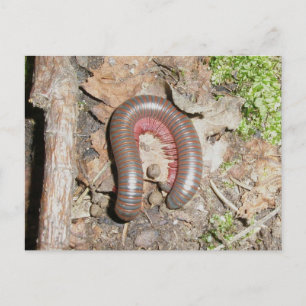 Millipede Postkarte