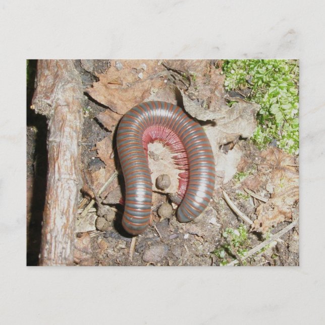 Millipede Postkarte (Vorderseite)