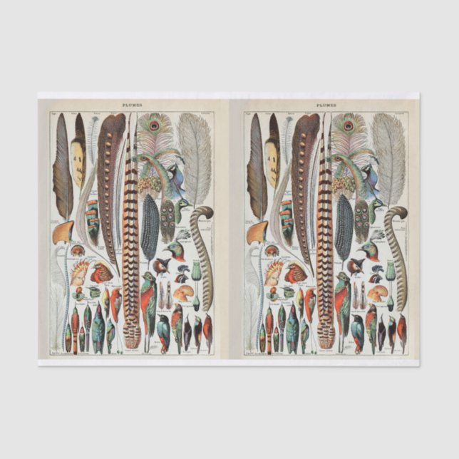 Millot-Illustrationen, Vogelfedern, Decoupage Seidenpapier (Vorderseite)