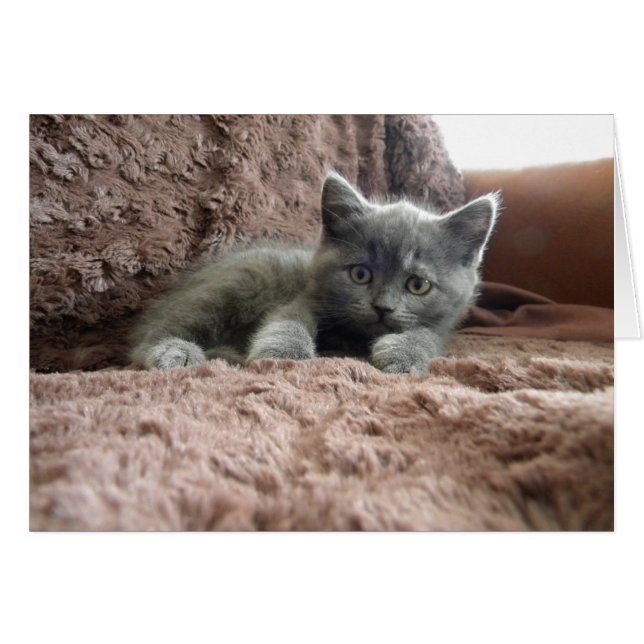 Milo Piddlewhiskers (Vorderseite (Horizontal))