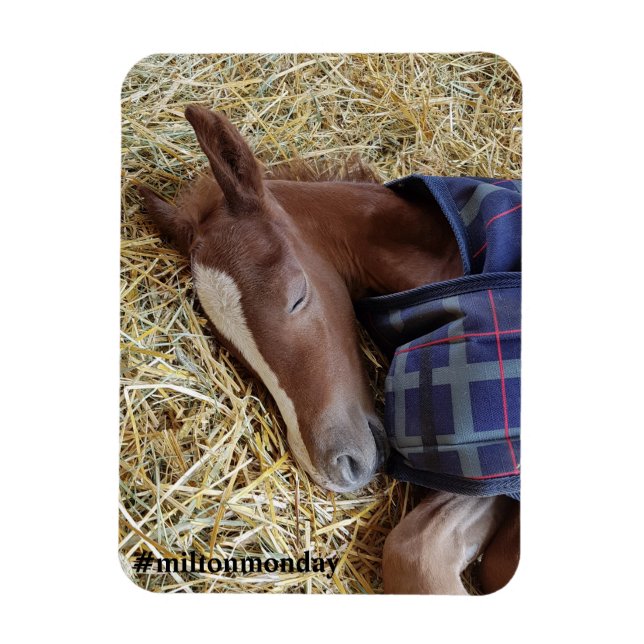 Milton Monday Magnet (Vertikal)