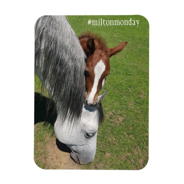 Milton Monday Magnet (Vertikal)