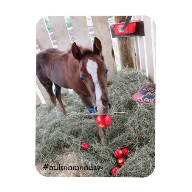 Milton Monday Magnet (Vertikal)