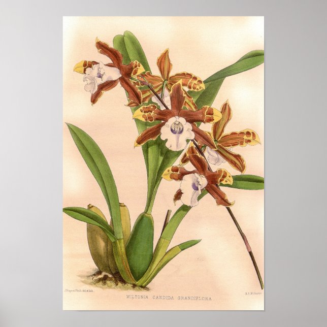 Miltonia candida Orchid Poster (Vorne)