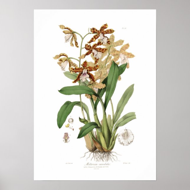 Miltonia candida poster (Vorne)