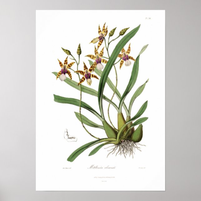 Miltonia clowesii. poster (Vorne)