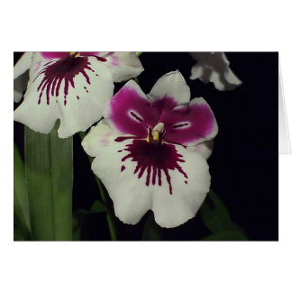 Miltonia-Hybridorchid