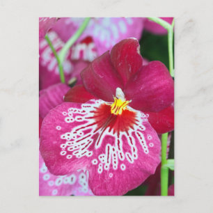 Miltonia-Orchidee-Blume Postkarte