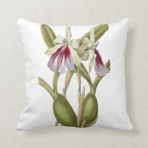 Miltonia Spectabilis Orchidee botanisches Zierkiss Kissen