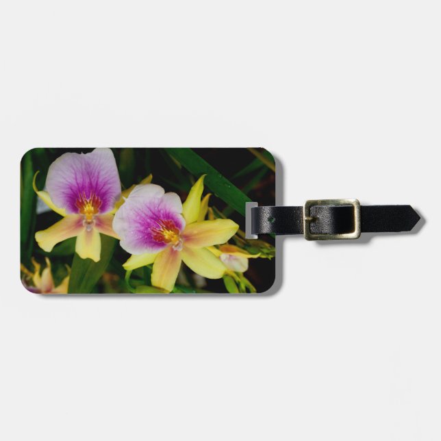 Miltonia Sunset Gepäckanhänger (Vorderseite horizontal)