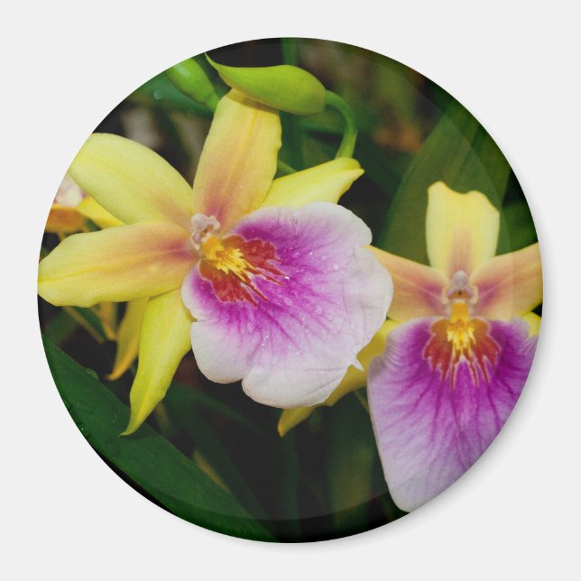 Miltonia Sunset Magnet (Vorne)