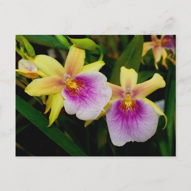 Miltonia Sunset Postkarte (Vorderseite)