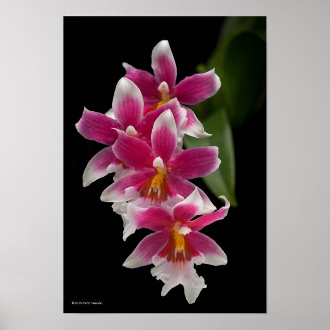 Miltonioda Sakura Poster (Vorne)