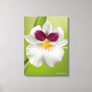 Miltoniopsis Roezlii (Pansy Orchids) Leinwanddruck