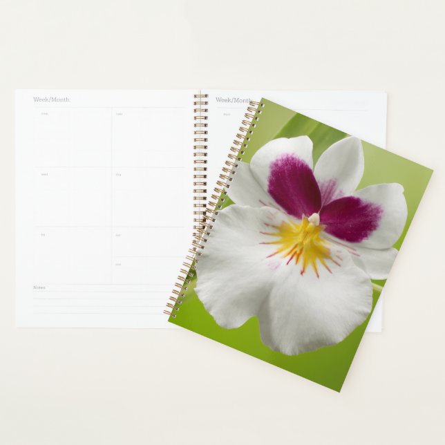 Miltoniopsis Roezlii (Pansy Orchids) Planer (Anzeige)