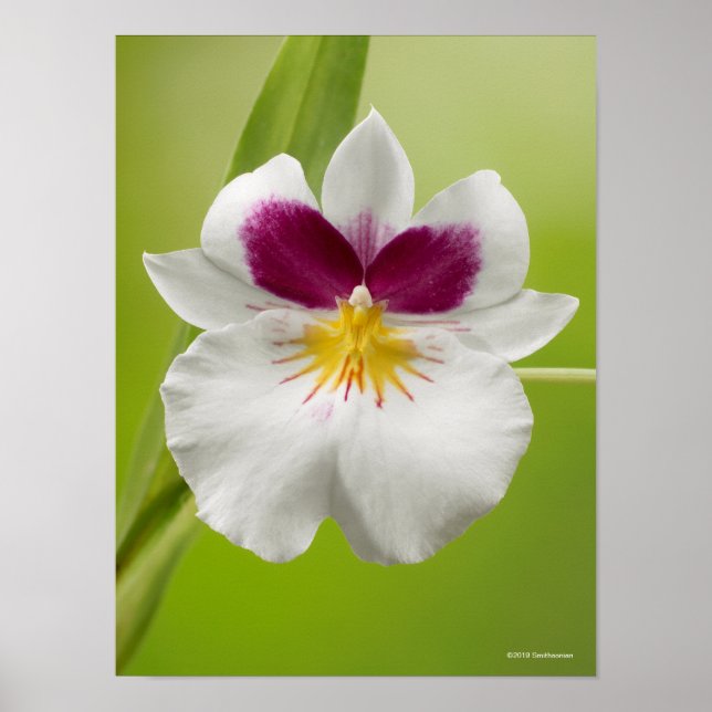 Miltoniopsis Roezlii (Pansy Orchids) Poster (Vorne)