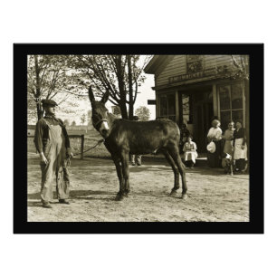 Milwaukee Maultier und Farmer Vintage-Postkarte Fotodruck