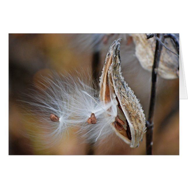 Milzkraut (Vorderseite (Horizontal))