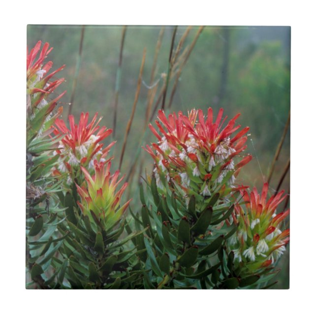 Mimetes (Mimetes Cucullatus) Fliese (Vorderseite)