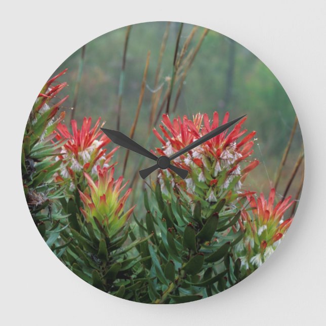 Mimetes (Mimetes Cucullatus) Große Wanduhr (Vorderseite)