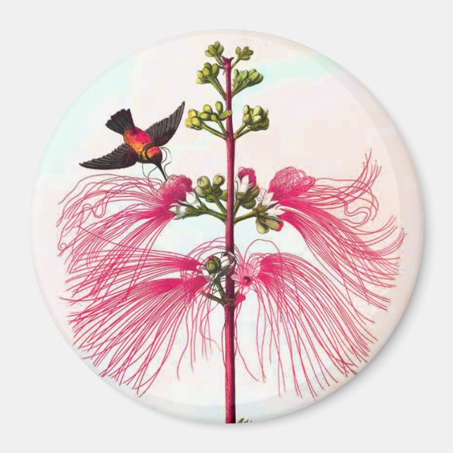 Mimosa-Blume-Hummingvögel Vintag Magnet (Vorne)