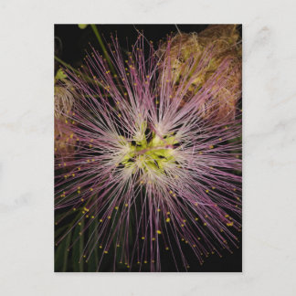 Mimosa Blume Postkarte