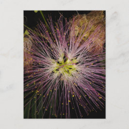 Mimosa Blume Postkarte