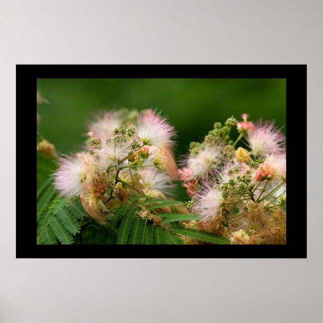 Mimosa-Blüten Poster (Vorne)