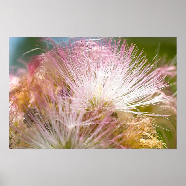 Mimosa-Blüten Poster (Vorne)