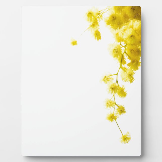 Mimosa Fotoplatte (Vorderseite)