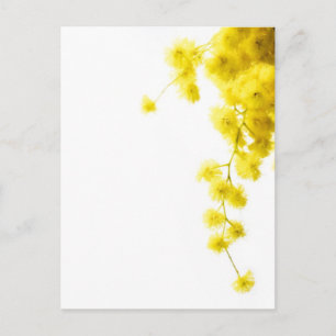 Mimosa Postkarte