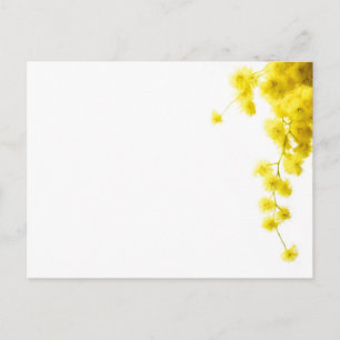 Mimosa Postkarte