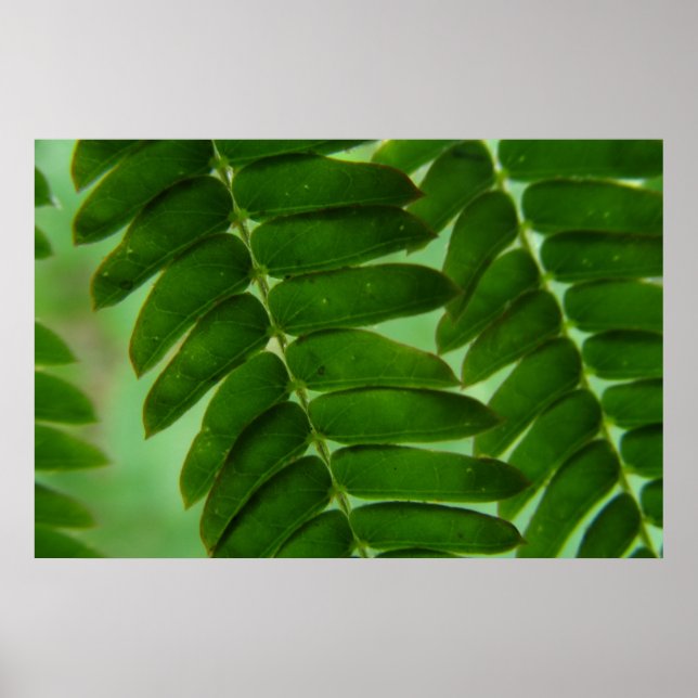 Mimosa Secrets Poster (Vorne)