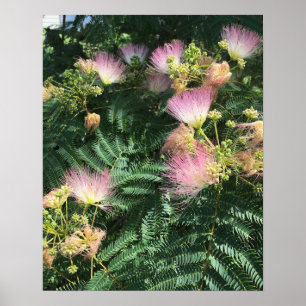 Mimosa Tree Blooms Poster