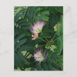 Mimosa Tree Blossom Postkarte