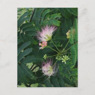 Mimosa Tree Blossom Postkarte