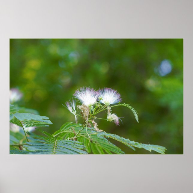Mimosa Tree Blume Poster (Vorne)