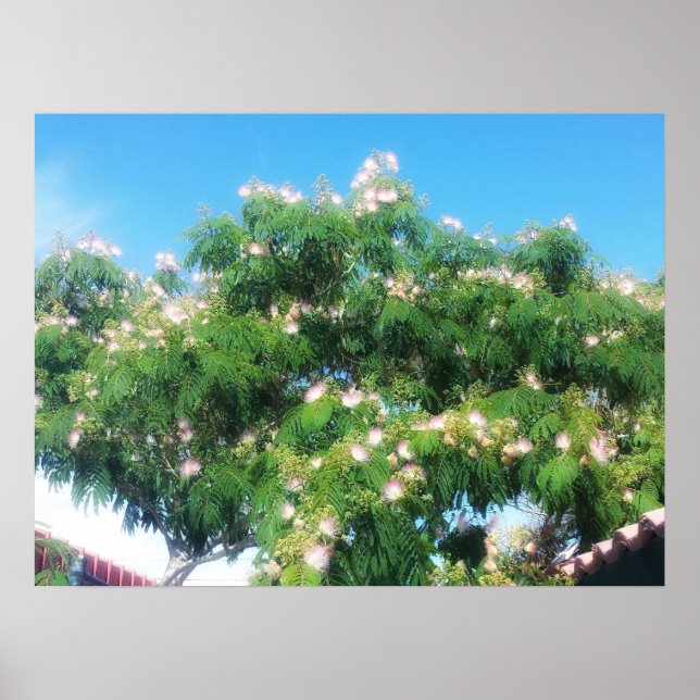 Mimosa Tree Poster (Vorne)