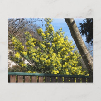Mimosa Tree Postkarte